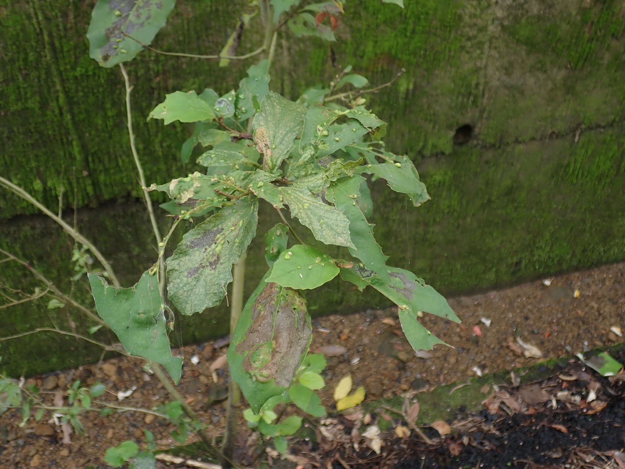 Image of fragrant manjack