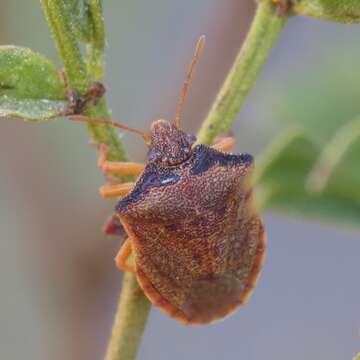 Image of Dendrocoris contaminatus Uhler 1897