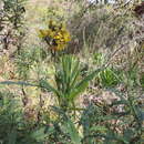 Image of Senecio rugegensis Muschl.