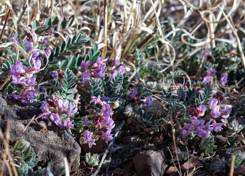 Sivun Astragalus cobrensis A. Gray kuva