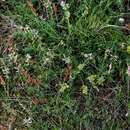 Image of Astragalus diphacus S. Watson