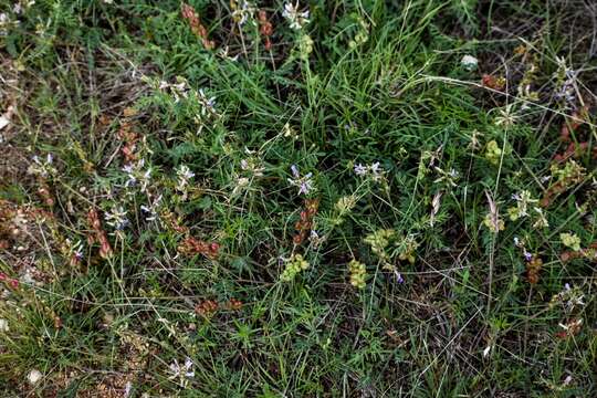Image of Astragalus diphacus S. Watson