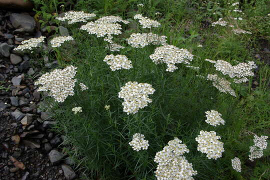 Image of Achillea ptarmicifolia (Willd.) Rupr. ex Heimerl