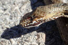 Image of Eastern Montpellier Snake