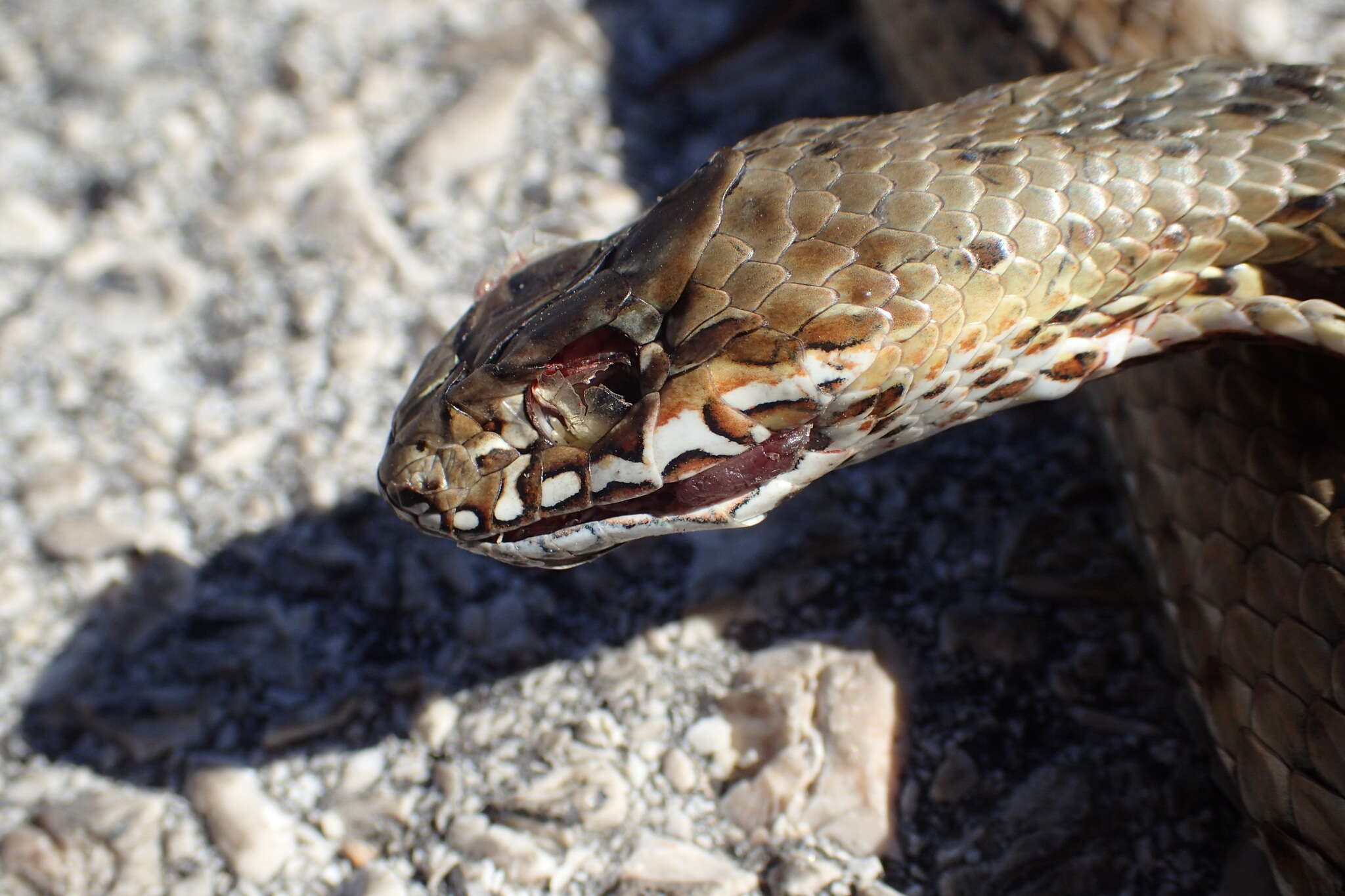 Image of Eastern Montpellier Snake