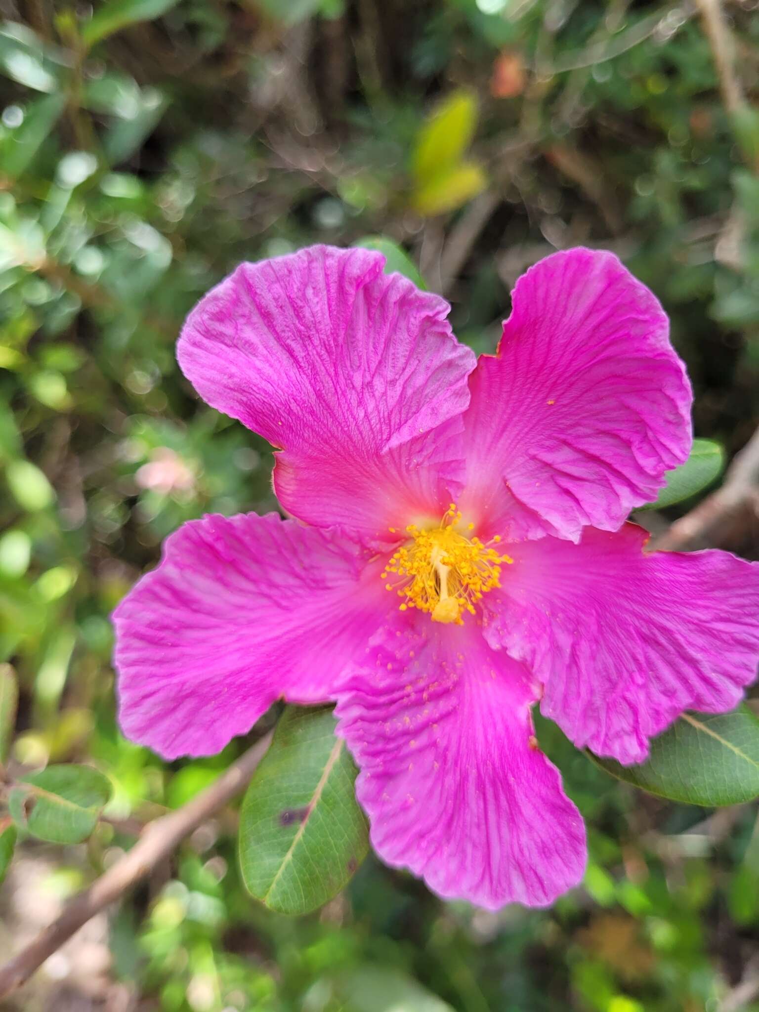 Image of Kielmeyera rubriflora Cambess.