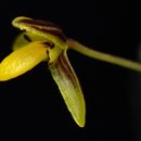 Image of <i>Bulbophyllum tenuifolium</i> (Blume) Lindl.
