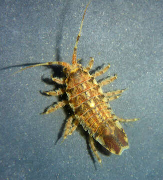 Image of Isopod