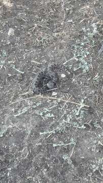 Image of Oaxacan Pygmy Rattlesnake; exiguus