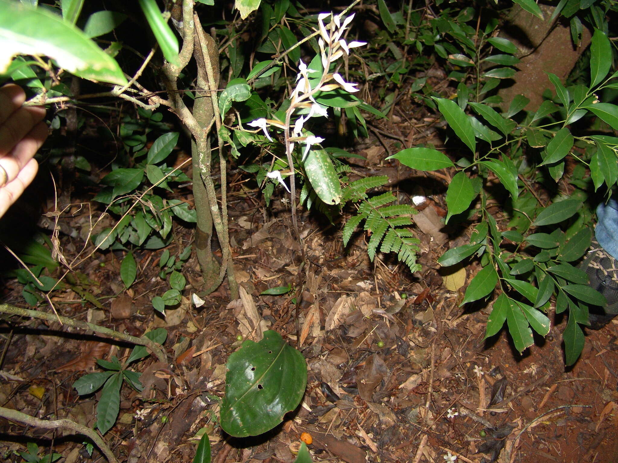 Image of Eltroplectris schlechteriana (Porto & Brade) Pabst