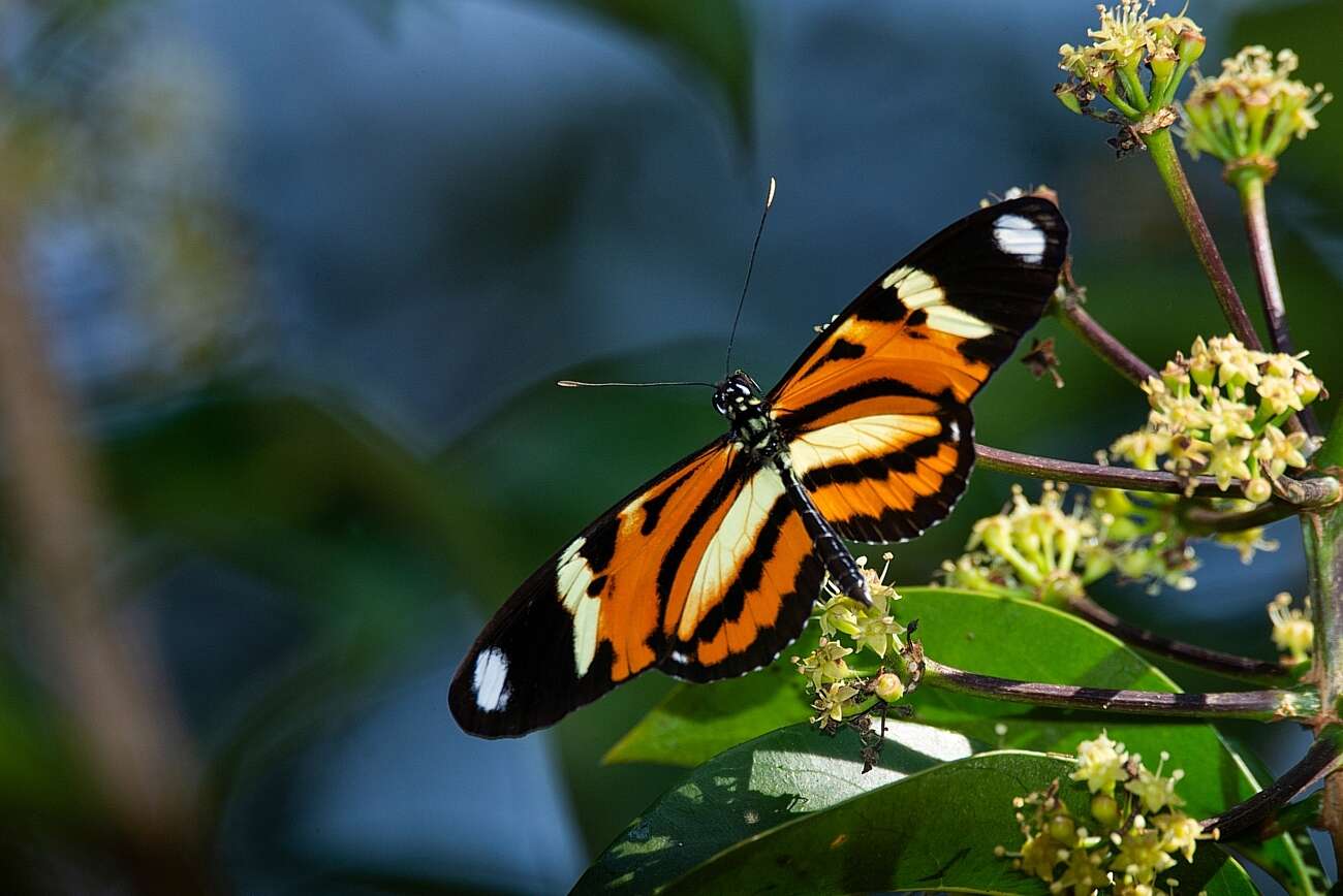 Image of Heliconius ethilla Latreille & Godart 1819