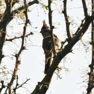 Image of Lophospingus Cabanis 1878