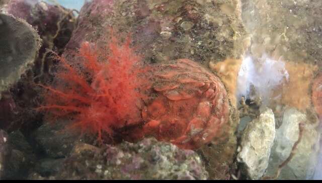 Image of armoured sea cucumber