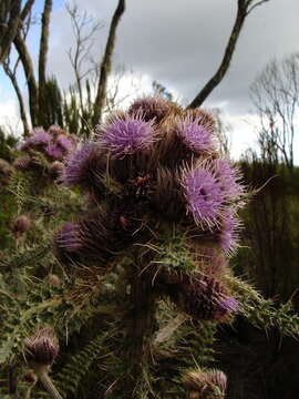 Image of Carduus keniensis R. E. Fr.