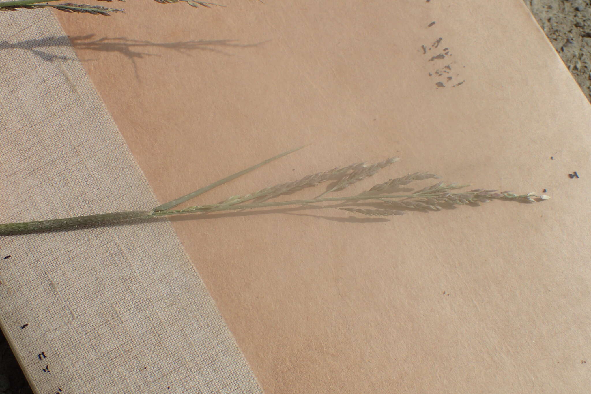 Image of Grass
