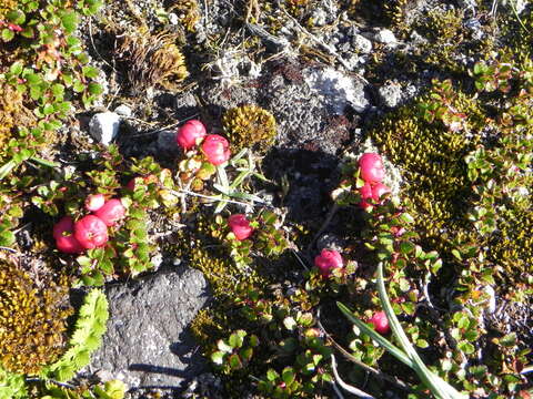 Image of Gaultheria depressa Hook. fil.