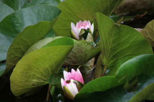 Image of Nymphaea × khurooi