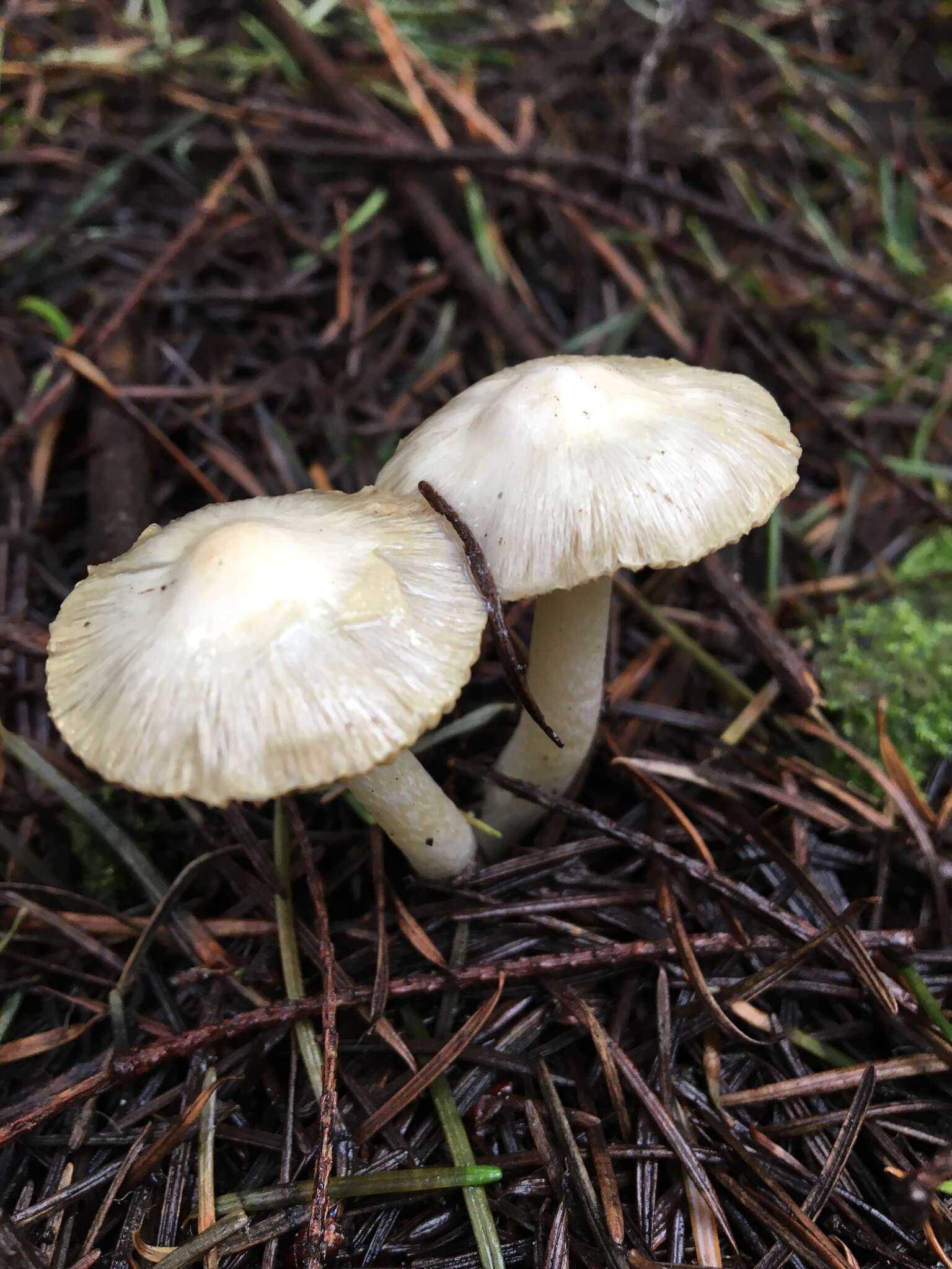 Image of Inocybe insinuata Kauffman 1924