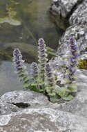 Image of Ajuga orientalis L.