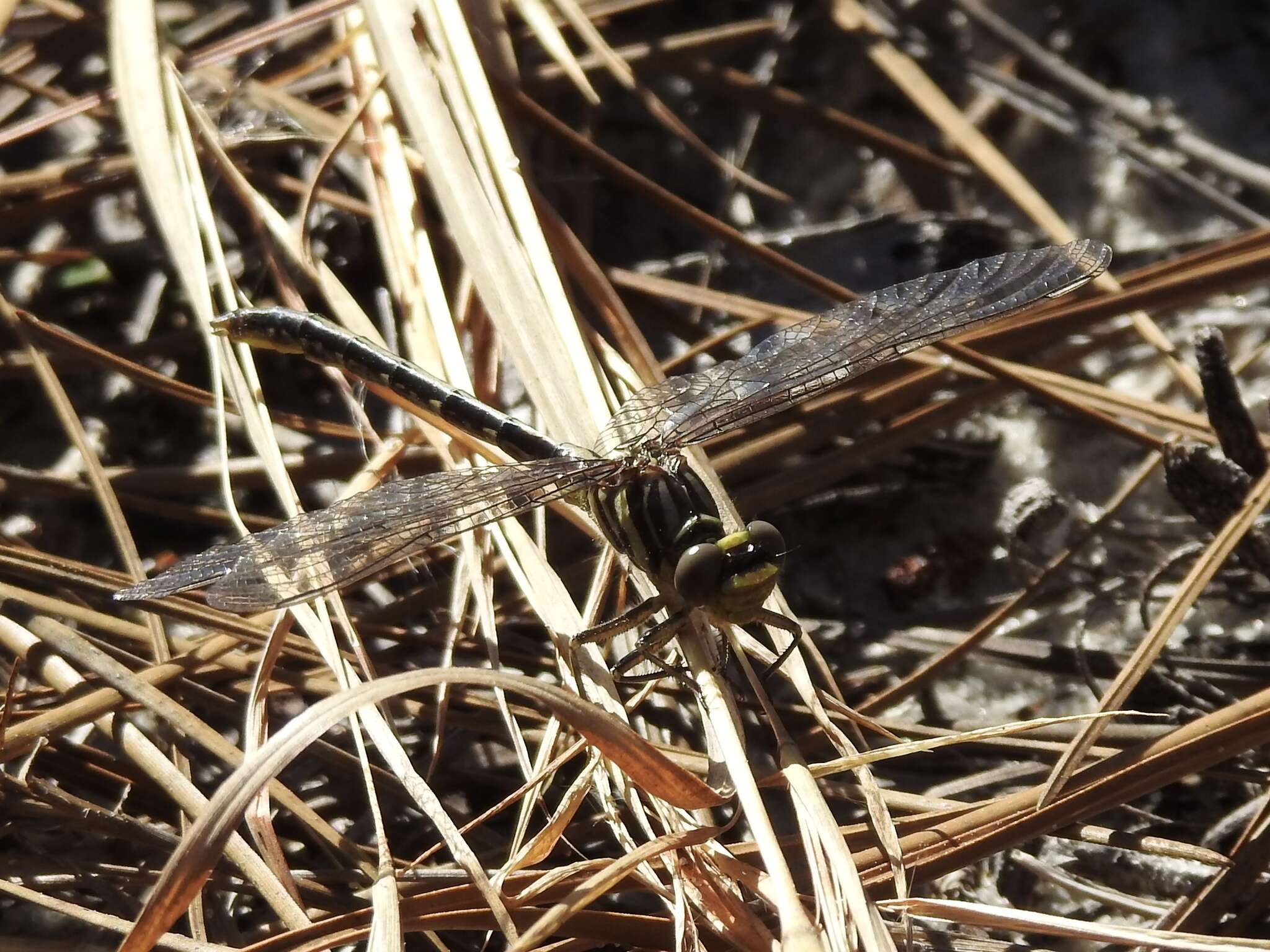 Image of Hodges' Clubtail