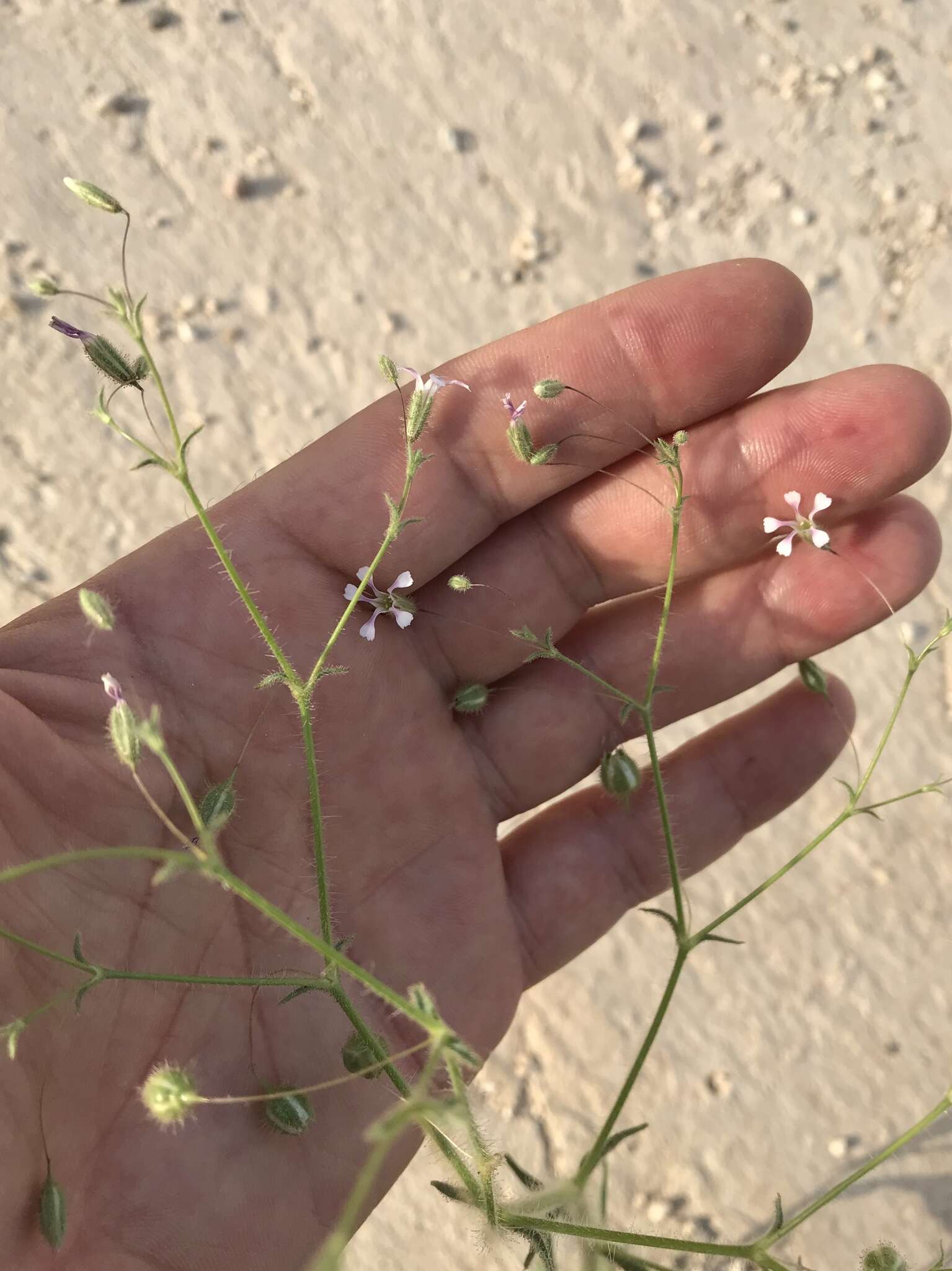 Image de Gypsophila pilosa Huds.