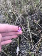 Image of showy milkwort