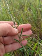 Imagem de Lespedeza leptostachya A. Gray