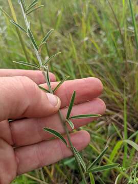 Imagem de Lespedeza leptostachya A. Gray