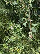 Imagem de Symphoricarpos occidentalis Hook.