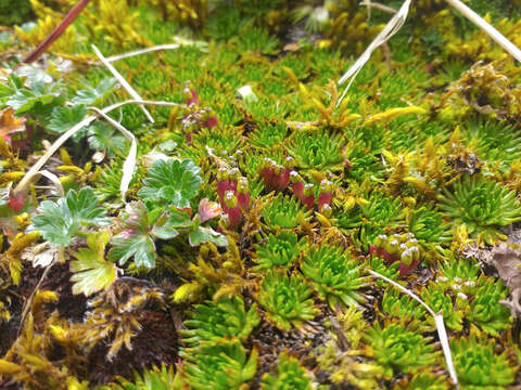 Imagem de Azorella corymbosa (Ruiz & Pav.) Pers.