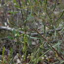 Image of Acacia gladiiformis A. Cunn. ex Benth.