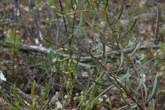 Imagem de Acacia gladiiformis A. Cunn. ex Benth.