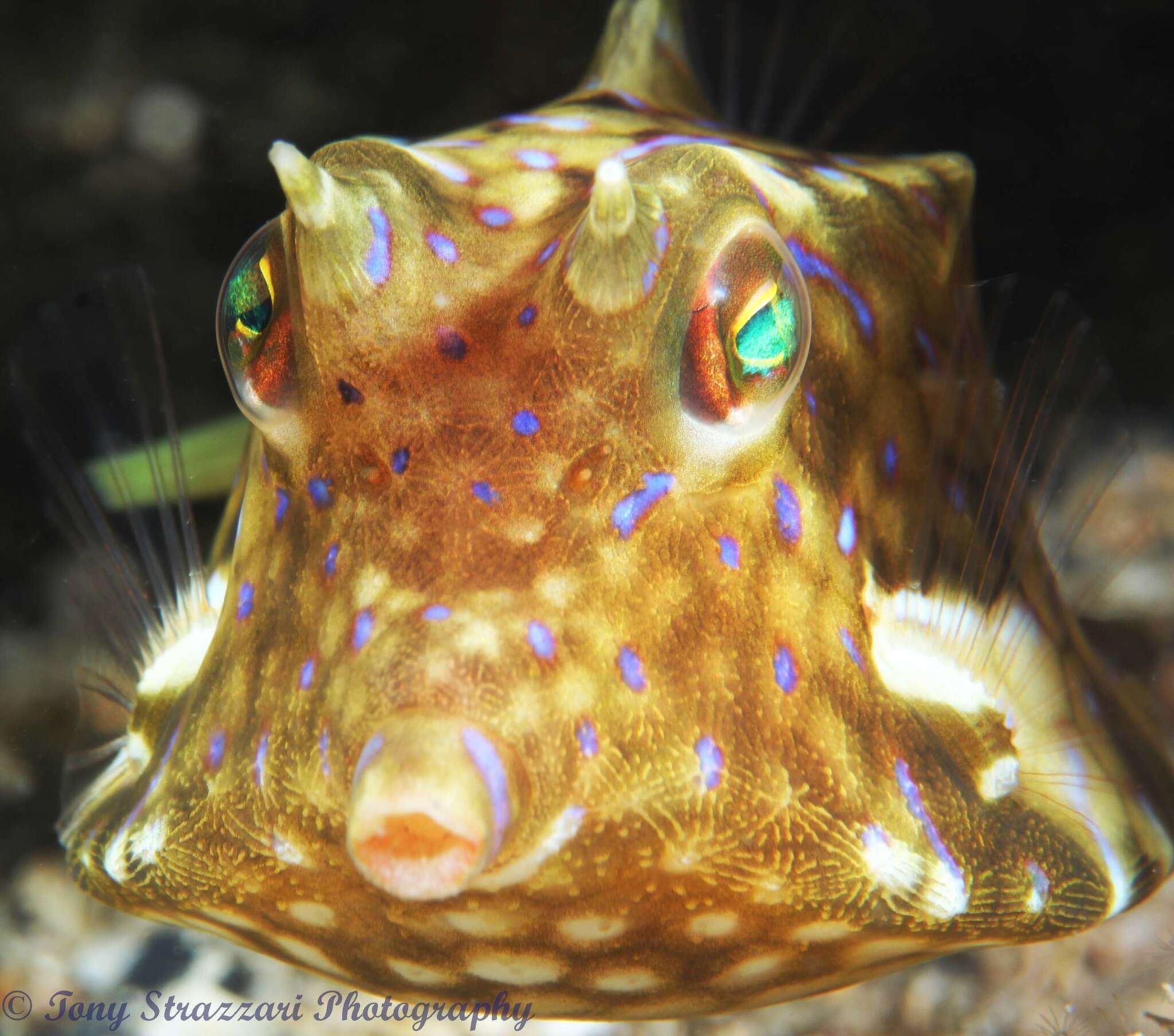 Image of Shorthorn cowfish