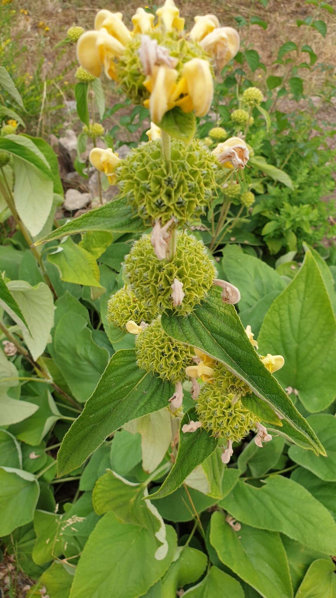 Image of Phlomis russeliana (Sims) Lag. ex Benth.