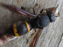 Image of Orancistrocerus