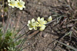 Image of <i>Platystemon <i>californicus</i></i> subsp. californicus