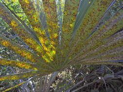 Image of doum palm