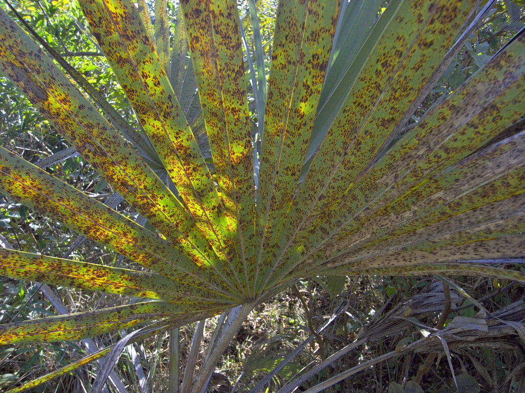 Image of doum palm