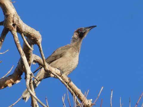 Philemon buceroides (Swainson 1838)的圖片