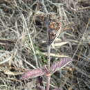 Sivun Teucrium chamaedrys subsp. nuchense (K. Koch) Rech. fil. kuva