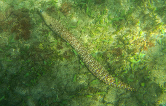 Image of Jewel moray