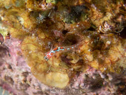 Image of Orangeside Goby