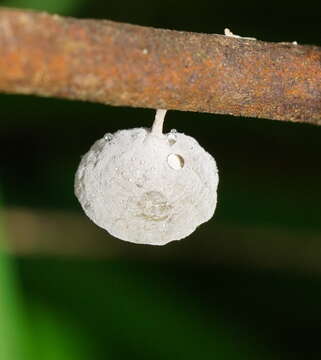 Слика од Tetrapyrgos olivaceonigra (E. Horak) E. Horak 1987