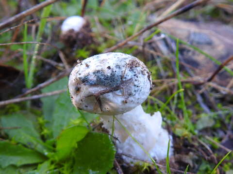 Image of Amanita torrendii Justo 2010