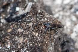 Image of Three-banded Robber Fly