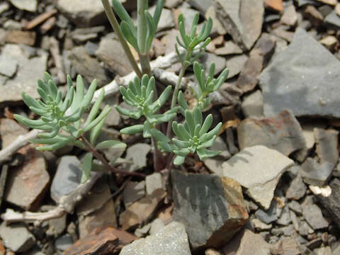 Image de Linaria simplex (Willd.) DC.