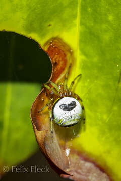 Image of Bijoaraneus mitificus