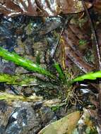 Image of Lockhartia imbricata (Lam.) Hoehne