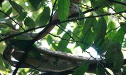 Image of Dog-toothed Cat Snake