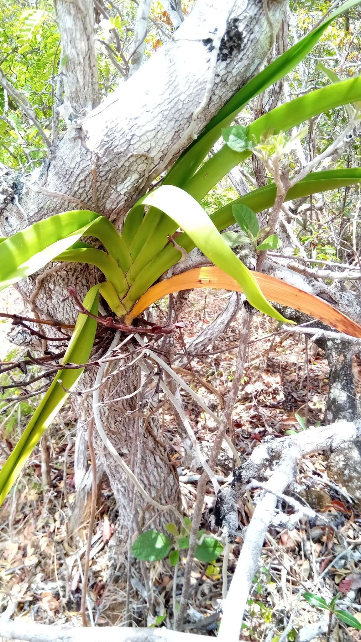 Image de Angraecum praestans Schltr.